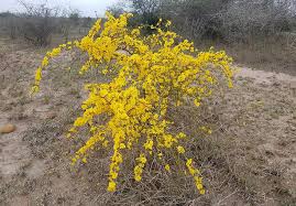 Image result for Rhigozum zambesiacum