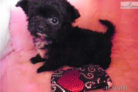 Chi-poo - Chipoo For Sale Cute Animals Puppies Cute Puppies