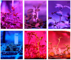 Department of agriculture plant hardiness zones 3 through 8. Plants Special Issue Applications And Advances In Artificial Light For Horticulture And Crop Production