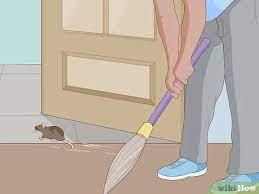 Check spelling or type a new query. 3 Ways To Get A Mouse Out Of The House Wikihow Life