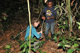 Image result for Pauridiantha dewevrei