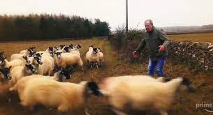 Owning and managing a farm! Jeremy Clarkson Trades The Grand Tour S Cars For Sheep Carscoops