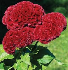 Johnny Select Seeds Cramers Burgundy Flower Seeds Wholesale Flowers Flower Farmer