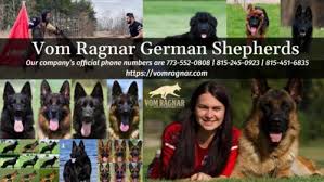 If you are unable to find your german shepherd dog puppy in our puppy for sale or dog for sale sections, please consider looking thru thousands of german shepherd dog dogs for adoption. Best Family Dog German Shepherd Breeder Training New