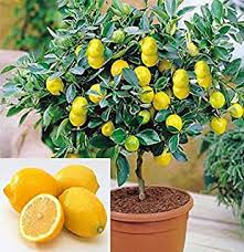 Check spelling or type a new query. Amazon Com Dwarf Fruit Trees