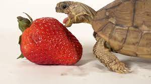 Which has you wondering, can dogs eat strawberries? This Woman Has Owned Her Pet Turtle For 56 Years