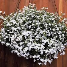 Image result for Lobelia dissecta