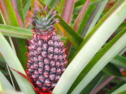 Although pineapple plants can naturally do. How Long Does It Take To Grow A Pineapple Garden Eco