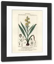 Image result for Wachendorfia