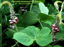 Image result for Pueraria