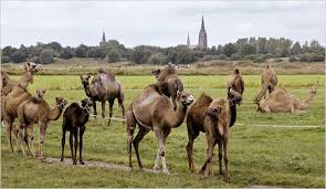 Lacking any female company, he suddenly had a most awful alas, as he moved towards the animal, it walked further away.a undaunted, he backed up to the camel again and got on top of the rocks but once. The Camel As Cow A Cautionary Tale The New York Times