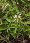 Image result for Ocimum filamentosum