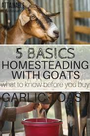 When It Comes To Adding Dairy Goats To Your Homestead There Are Some Things To Consider Check Out These Five Goat Farming Goat Farming Goat Care Dairy Goats