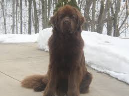 We did not find results for: Newfoundland Puppies For Adoption In Ohio