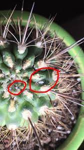 Then, apply neem oil like you would with scale. What Pest Is On My Cactus And How Do I Get Rid Of It Sorry For The Poor Quality Photo My Camera Is Having Trouble Focusing Possible Aphid Whatsthisbug