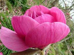 This Is The Astonishing Magnolia Felix Boasts Flowers That Are 12 Inches Across Perfect For Landscapes And Gardens Magnolia Trees Fragrant Plant Magnolia