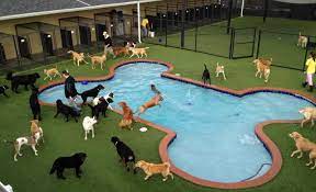 No more kennels—the next level of dog boarding is here. How To Find Best Dog Boarding Near Me Petswithlove Us