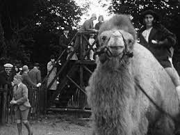 Lift your spirits with funny jokes, trending memes, entertaining gifs, inspiring stories, viral videos, and so much more. A Constellation Of Incongruities The Amateur Film And The Trip To The Zoo Springerlink