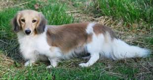 Long Haired Black And Cream Dapple Dachshund Our Studs Mcmillan S Dachshunds Studs Page Dachshund Breed Piebald Dachshund Most Popular Dog Breeds