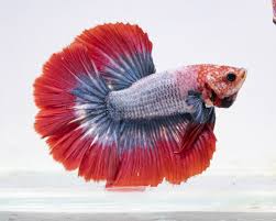 Image result for betta fish