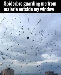 Birds Outside My Window Meme Since Malaria Has Killed More Human Than Anything Else Spiders Could Be Considered Guardians Of Humans Funny Animals Funny Pictures Funny Photos