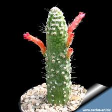 Wide (8 cm), densely covered with short white spines. Cleistocactus Jujuyensis Forma Mostruosa
