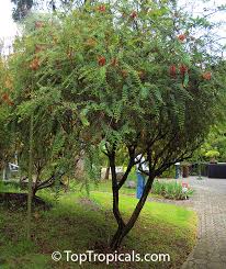 Image result for Melaleuca sp. A (Biegel 5741)