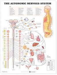 the autonomic nervous system anatomical chart