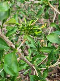 Image result for Coptosperma supra-axillare