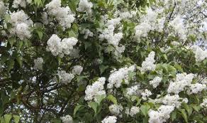 Epingle Sur Rajeunir Un Lilas