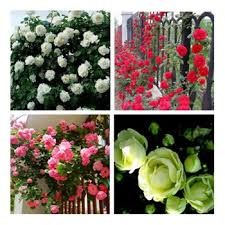 Cover loosely with appropriate soil. Cheap Yellow Rose Seeds Find Yellow Rose Seeds Deals On Line At Alibaba Com