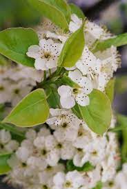 Over vigorous trees expend all their energy in growing wood and do not produce flower buds. I Planted A Bradford Pear Tree Here S Why I Wouldn T Do It Again Better Homes Gardens