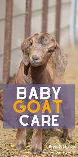 Baby Goat Care Guide To Raising Baby Goats How To Care For Newborn Goats What Baby Goat Care Guide To Raising Baby Goats Ho Baby Goats Goat Care Goats