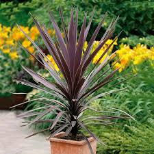Image result for dracaena