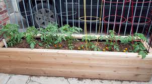 Jan 22, 2012 · i have 3 tomato plants 1 is a cherry tomato and the other two are i believe a. Small Tomato Plants In Planter Box Living Toronto