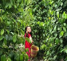 Maybe you would like to learn more about one of these? Jeritan Hati Petani Lada Halaman 2 Kompasiana Com