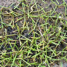 Image result for Limosella maior