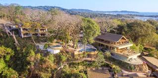 Image result for Nicolasia costata