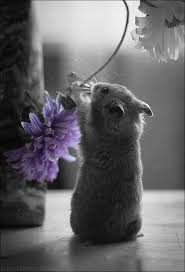 Pin By Mari Marxuach Parrilla On Splash Of Color Cute Hamsters Animals Animals Beautiful