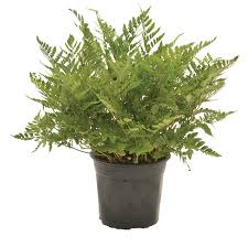 Image result for Rumohra adiantiformis