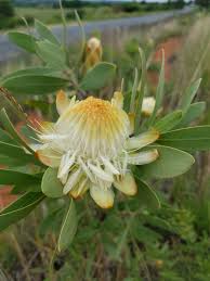 Image result for Protea welwitschii