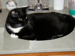 Black And White Tuxedo Cats This Is What To Expect With Tuxedo Cats White Cats Tuxedo Cat Cats