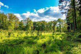 Image result for Cyphostemma glandulosissimum