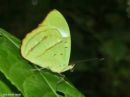 Image result for Nesaea polycephala