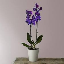 We did not find results for: Mail Flowers Send Flowers By Mail Online For Delivery Proflowers