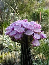Find trusted cactus plants supplier and manufacturers that meet your business needs on exporthub.com qualify, evaluate, shortlist and contact cactus plants companies on our free supplier directory and product sourcing platform. Purple Flowers Cactus Plants Succulents Plants