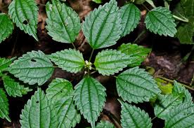 Image result for Urticaceae