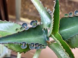 Image result for Kalanchoe daigremontiana