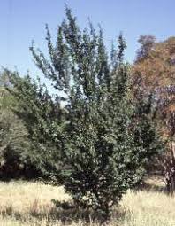 Image result for Baphia massaiensis