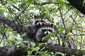 They are particularly fond of sweet corn and melons. How To Keep Raccoons Out Of Your Garden Dengarden